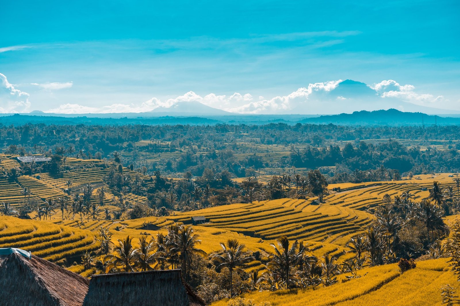 Green rice terraces near Ubud